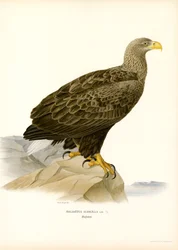 Águia-rabalva