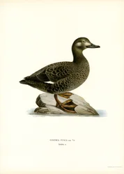 Scoter de asas brancas (lito colorido)