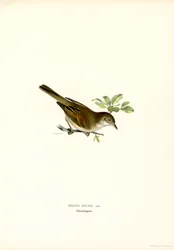 Whitethroat (lito colorido)