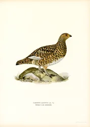 Lagópode-dos-salgueiros