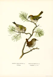 Wren (lito colorido)