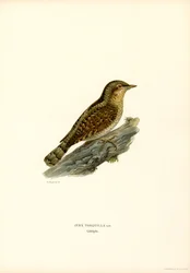 Wryneck (lito colorido)