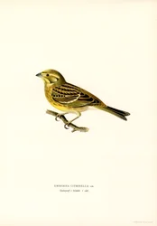 Yellowhammer (Emberiza citrinella) (lito colorido)