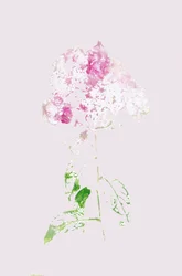 Resumo: Flor Rosa