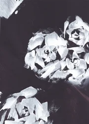Abstrato floral branco