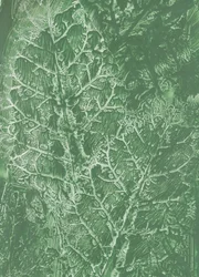 Textura de folha verde-escura