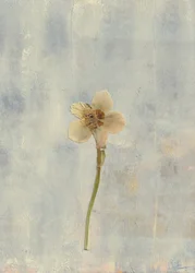 Flor prensada delicada