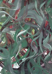 Abstrato Verde Fluido
