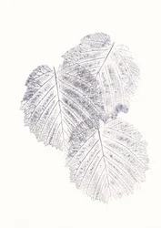 Texturas minimalistas de folhas