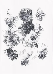Formas botânicas orgânicas