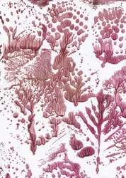 Fluxo Marrom Orgânico