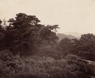 Estudo de folhagem,c. 1863 (foto)