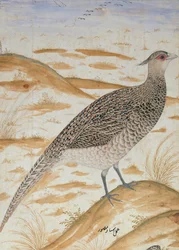Faisão de alegria do Himalaia, Jahangir Period, Mughal, c.1620 (aguarela)