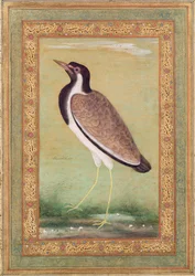 Abibe indiano, c.1800