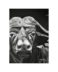 Bufalo
