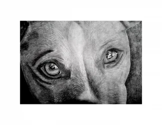 Olhos de cão cheios de sentimento