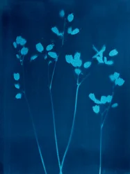 Pequenas flores, 2023 (cianótipo)