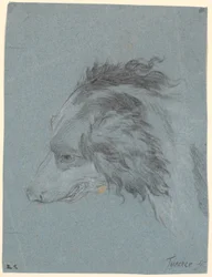 A cabeça de um cão