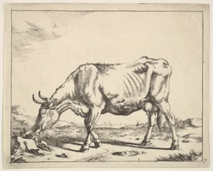 Vaca, depois do Paulus Potter.