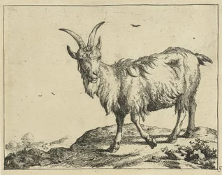 Cabra em pé de frente Goats and Bucks (título da série)