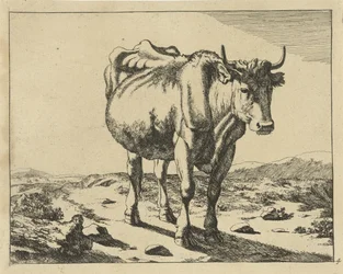 Vaca em pé, vista de frente
Bovinos (título da série)