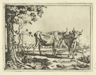 Duas vacas a lamberem-se uma à outra
Bovinos e suínos (título da série)