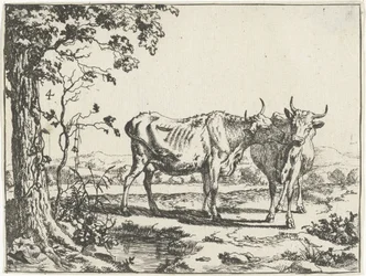 Duas vacas se lambendo Gado e porcos