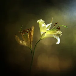 Lírio em flor e murcho