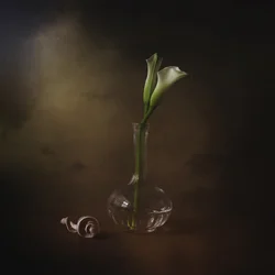 Callas elegantes