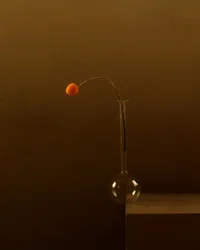 Flor de laranjeira minimalista
