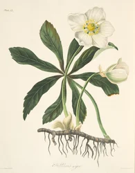 Heléboro-preto ou rosa-de-Natal, de Ilustrações florais das estações, publicado em 1829