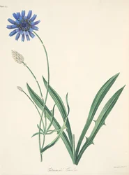 Catananche azul, das ilustrações florais das estações, bar. 1829 (gravura colorida à mão)