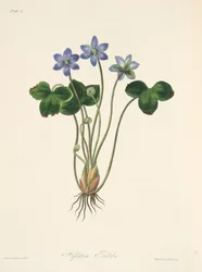 Hepatica azul comum, das ilustrações florais das estações, bar. 1829 (gravura colorida à mão)