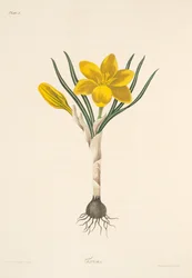 Açafrão amarelo comum, das ilustrações florais das estações, bar. 1829 (gravura colorida à mão)