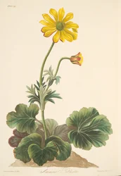 Anêmona de folhas de ciclame, de ilustrações florais das estações, pub. 1829 (gravura colorida à mão)
