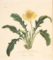 O dente-de-leão com folhas da prímula, das ilustrações florais das estações, bar. 1829 (gravura colorida à mão)