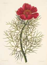 Paeony com folhas finas, de ilustrações florais das estações, bar. 1829 (gravura colorida à mão)