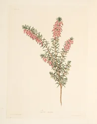 Charneca de cor viva, a partir de Floral Illustrations of the Seasons, pub. 1829 (gravura colorida à mão)