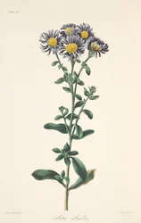 Aster italiano, das ilustrações florais das estações, bar. 1829 (gravura colorida à mão)