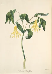 Bellwort florido grande, das ilustrações florais das estações, bar. 1829 (gravura colorida à mão)