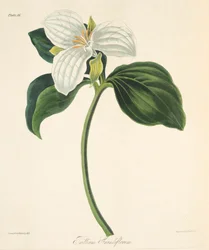 Trillium florido grande, das ilustrações florais das estações, bar. 1829 (gravura colorida à mão)