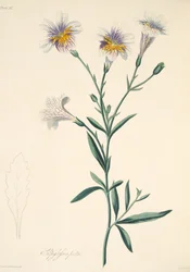 Salpiglossis pintado, das ilustrações florais das estações, bar. 1829 (gravura colorida à mão)