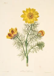 Adonis perene, das ilustrações florais das estações, bar. 1829 (gravura colorida à mão)