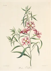 Pretty Clarkia, de ilustrações florais das estações, bar. 1829 (gravura colorida à mão)