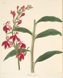 Lobelia Refulgente, das Ilustrações Florais das Estações, pub. 1829 (gravura colorida à mão)