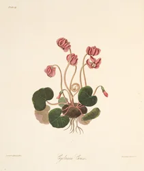 Ciclâmen com folhas redondo, das ilustrações florais das estações, bar. 1829 (gravura colorida à mão)