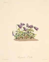 Flor de Bell de Russet, das ilustrações florais das estações, bar. 1829 (gravura colorida à mão)