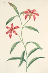 Lírio chinês Auto-colorido, das ilustrações florais das estações, bar. 1829 (gravura colorida à mão)