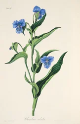 Commelina azul-celeste, das ilustrações florais das estações, bar. 1829 (gravura colorida à mão)