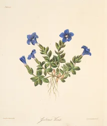 Genciana de primavera, de ilustrações florais das estações, pub. 1829 (gravura colorida à mão)